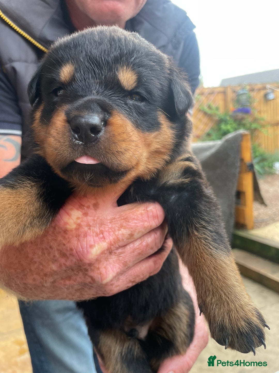Rottweiler dogs for sale: Rottie pups - Image 11