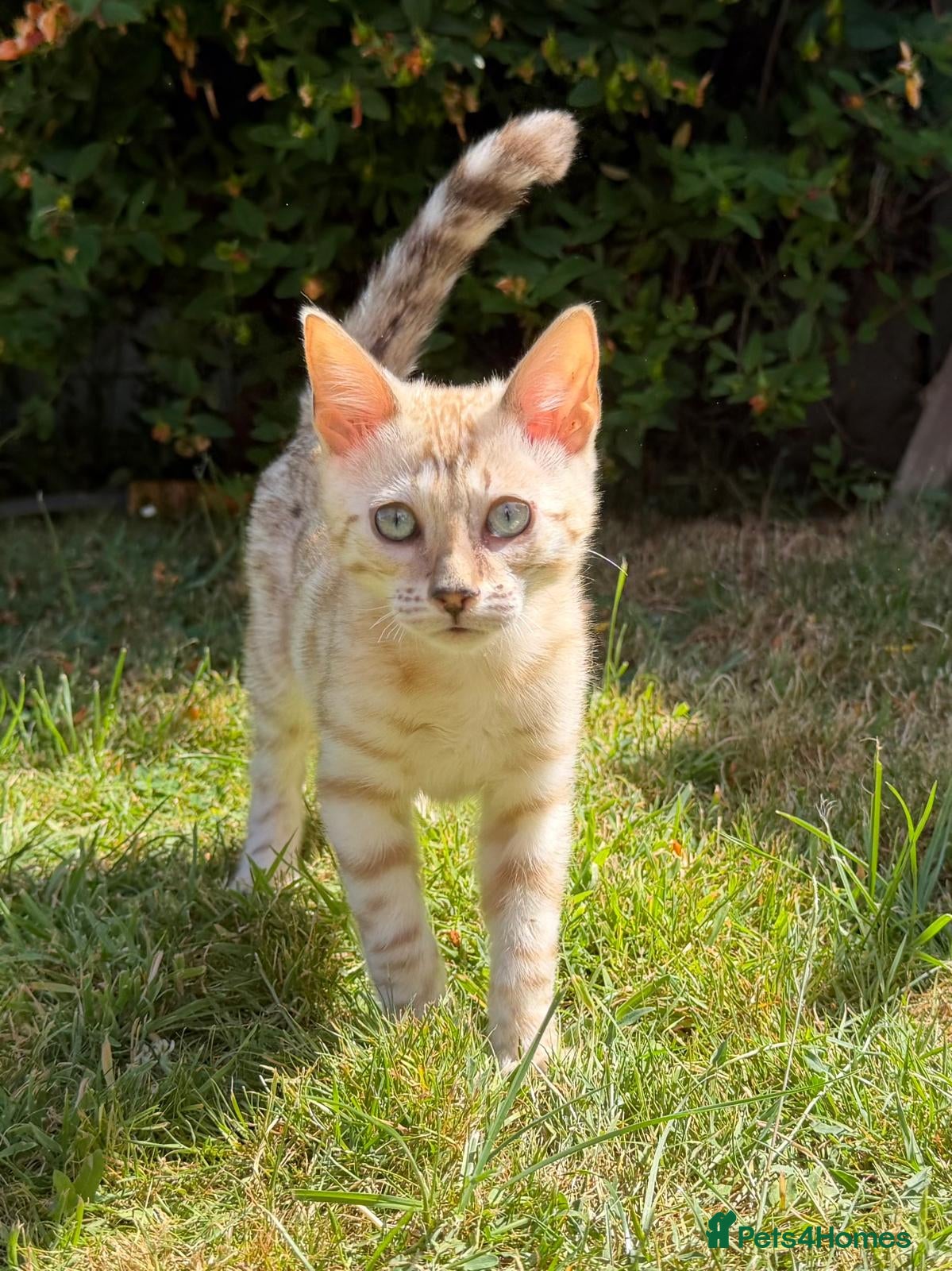 Bengal cats Pedigree Snow Bengal Kittens  - Advert 15