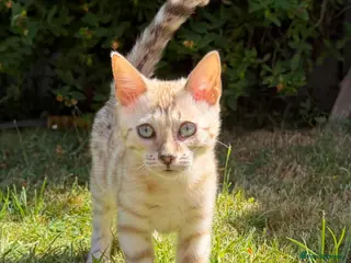 Bengal cats Pedigree Snow Bengal Kittens - Advert 15