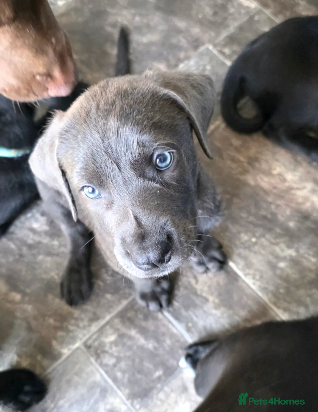 Mixed Breed dogs for sale: Beautiful pup for rehoming! - Advert 5