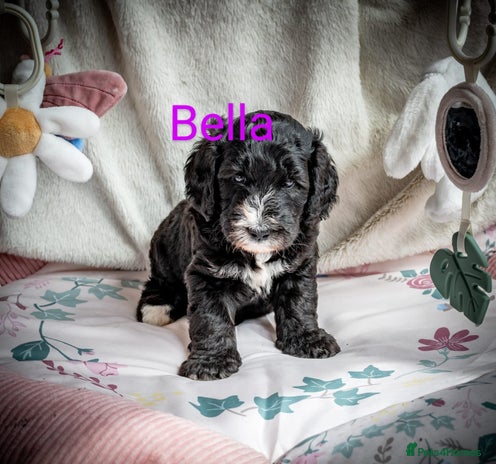 Sheepadoodle dogs - Advert 1