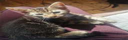 Mixed Breed cats for sale: 5 Beautiful Kittens need loving home - Advert 13