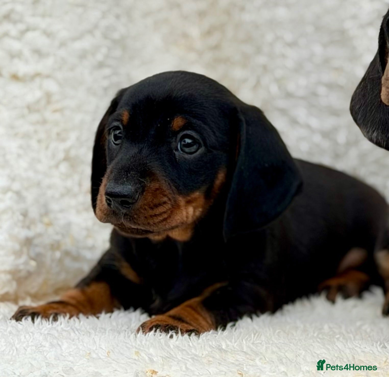 Dachshund dogs Gorgeous miniature dachshund puppies  - Advert 2