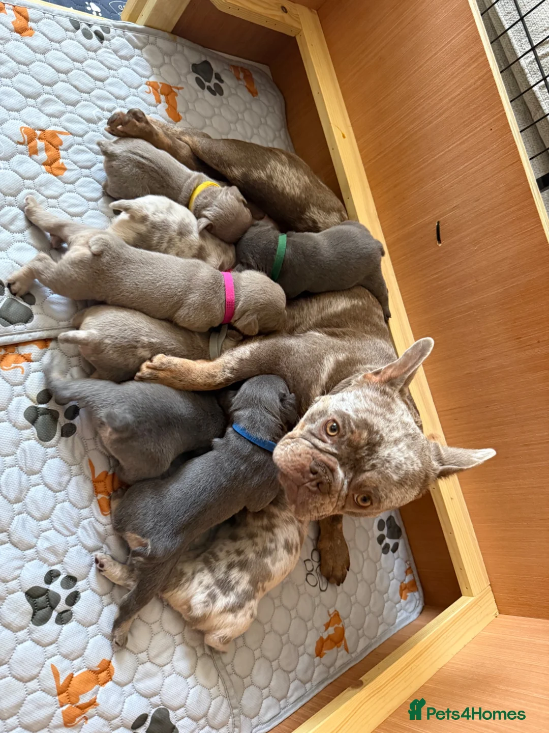 Mixed Breed dogs for sale: French x English bulldogs - Advert 1