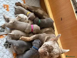 Mixed Breed dogs French x English bulldogs - Advert 1
