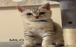 British Shorthair cats for sale: Pedigree|Champion Lines|GCCF Registered| - Image 2