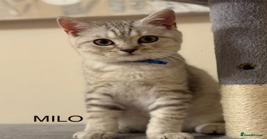 British Shorthair cats - Advert 7