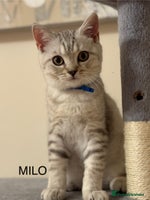 British Shorthair cats Pedigree|Champion Lines|GCCF Registered| - Advert 3