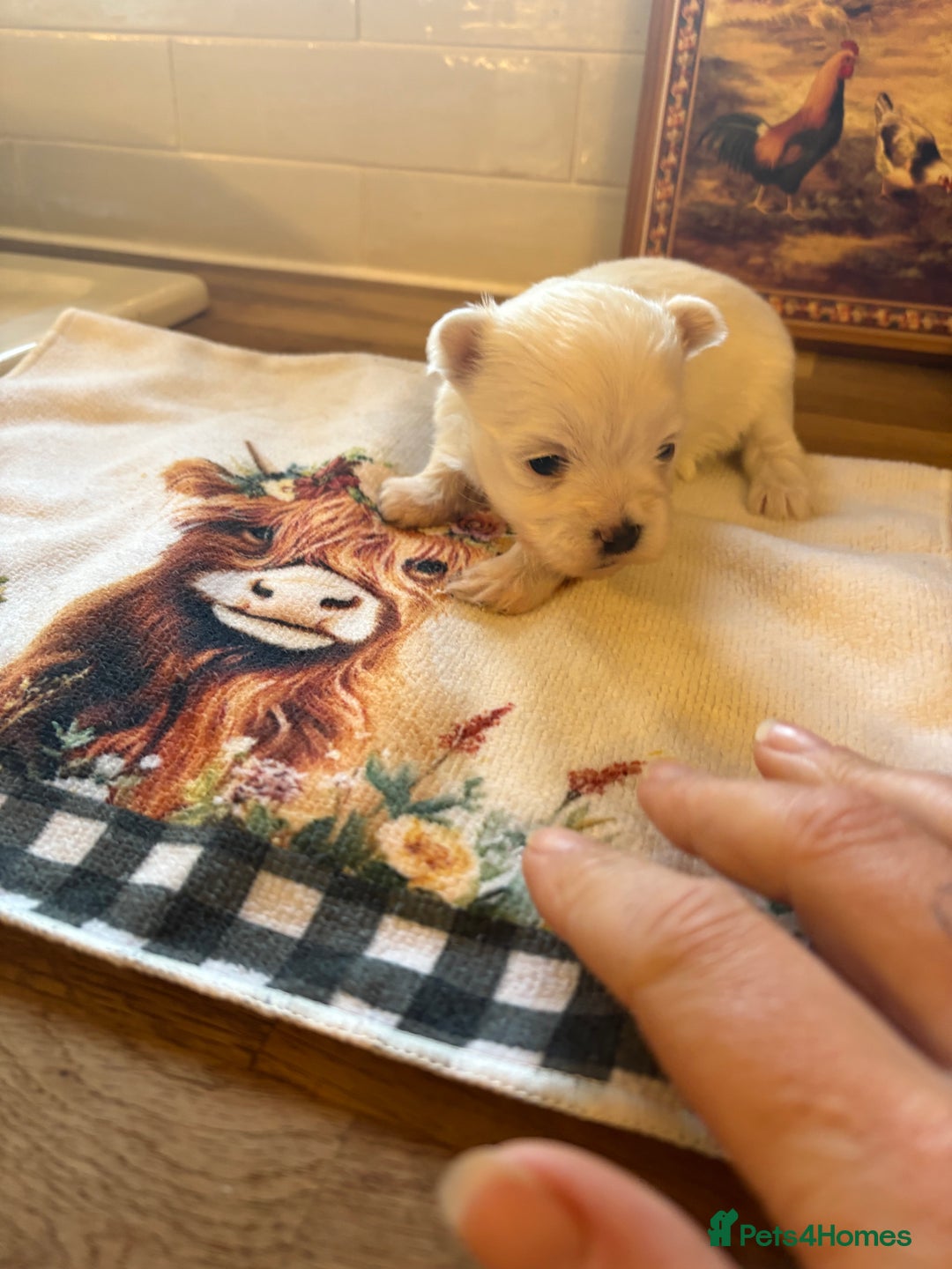 Morkie dogs for sale: Dainty little morkies - Advert 4