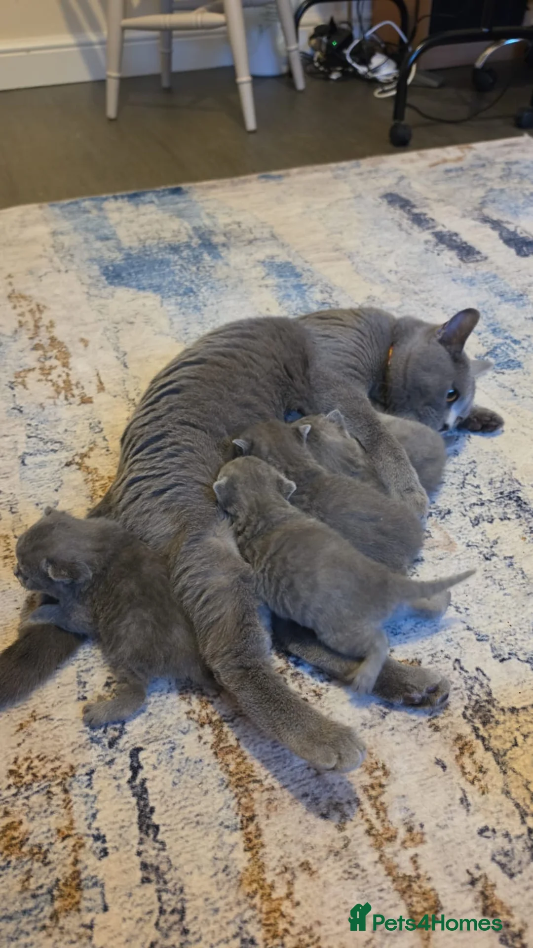 British Shorthair cats for sale: British shorthair  - Advert 11