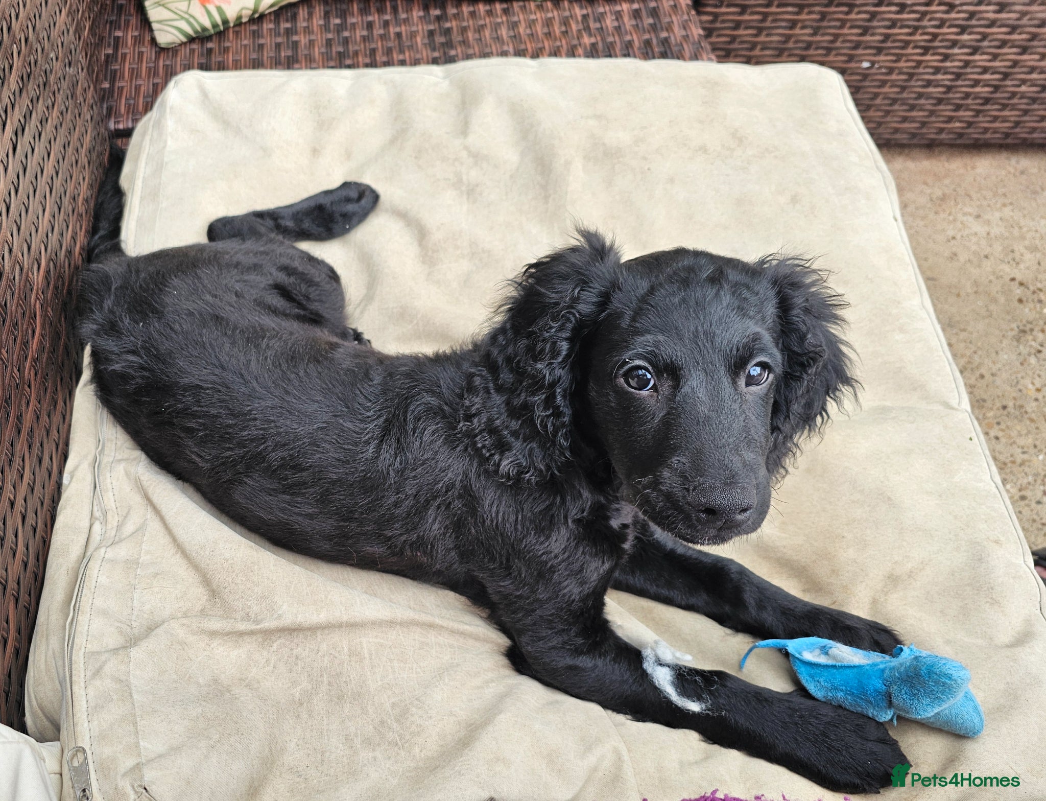 Cockapoo dogs Gorgeous Cockapoo pups - Ready now!!! - Advert 13