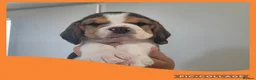 Beagle dogs for sale: KC Registered Beagle puppies  - Advert 5