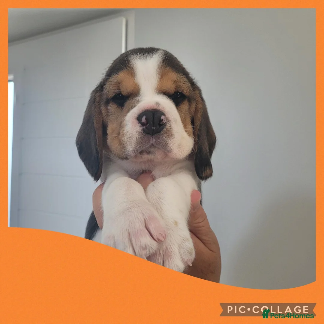 Beagle dogs for sale: KC Registered Beagle puppies  - Advert 5