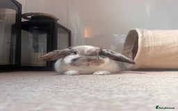 English Lop rabbits for sale: Barney  - Image 5