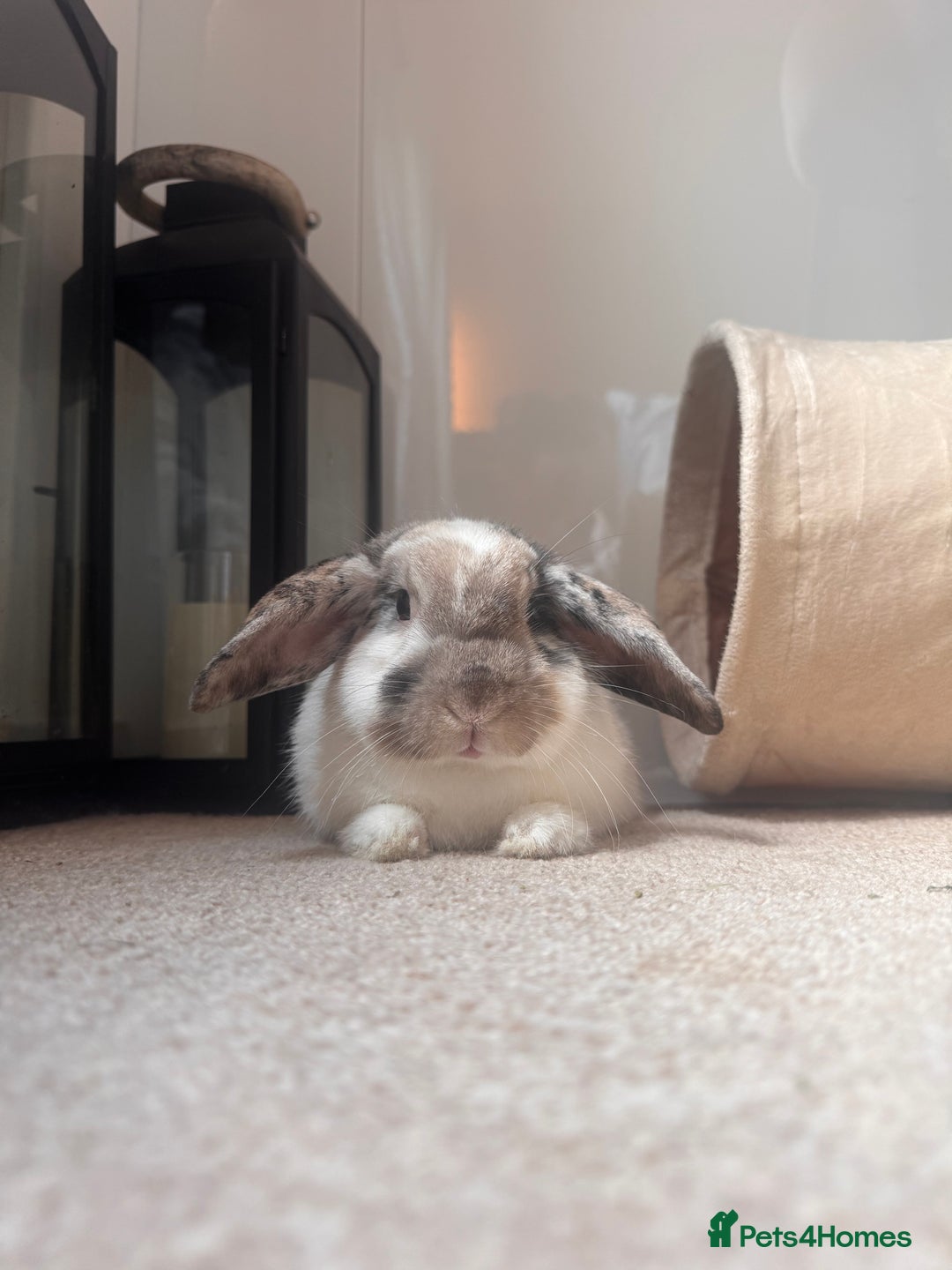 English Lop rabbits for sale: Barney  - Image 5