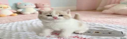 British Shorthair cats for sale: British shorthair kittens girls  - Advert 1