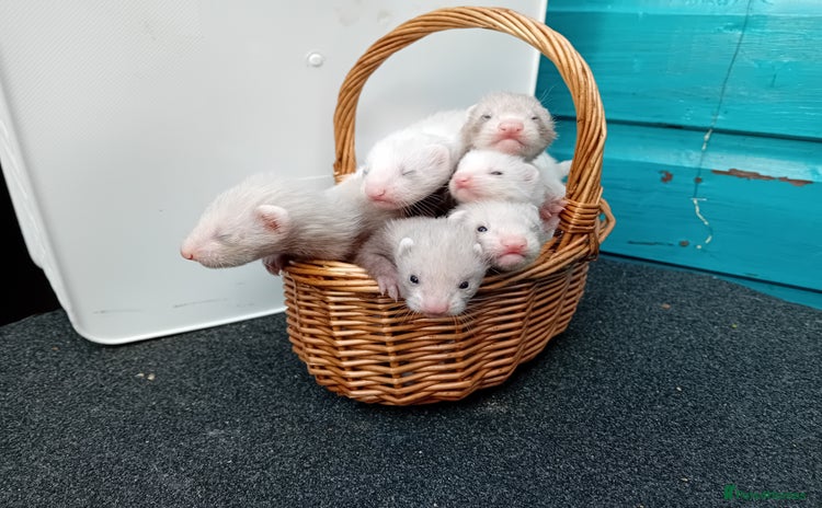 Ferret rodents - Advert 13