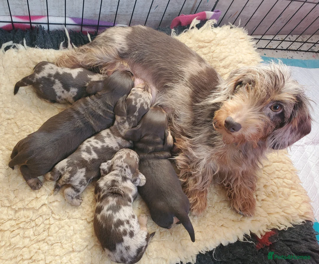 Miniature Dachshund dogs for sale: KC reg Miniature Wirehaired Dachshund  - Advert 1