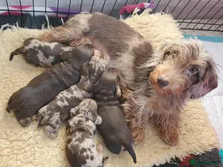 Miniature Dachshund dogs KC reg Miniature Wirehaired Dachshund - Advert 2