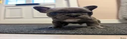 French Bulldog dogs for sale: Pedigree French Bulldog Puppies – Home-Raised - Advert 8