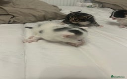 Mixed Breed cats for sale: Beautiful fluffy kittens - Image 12