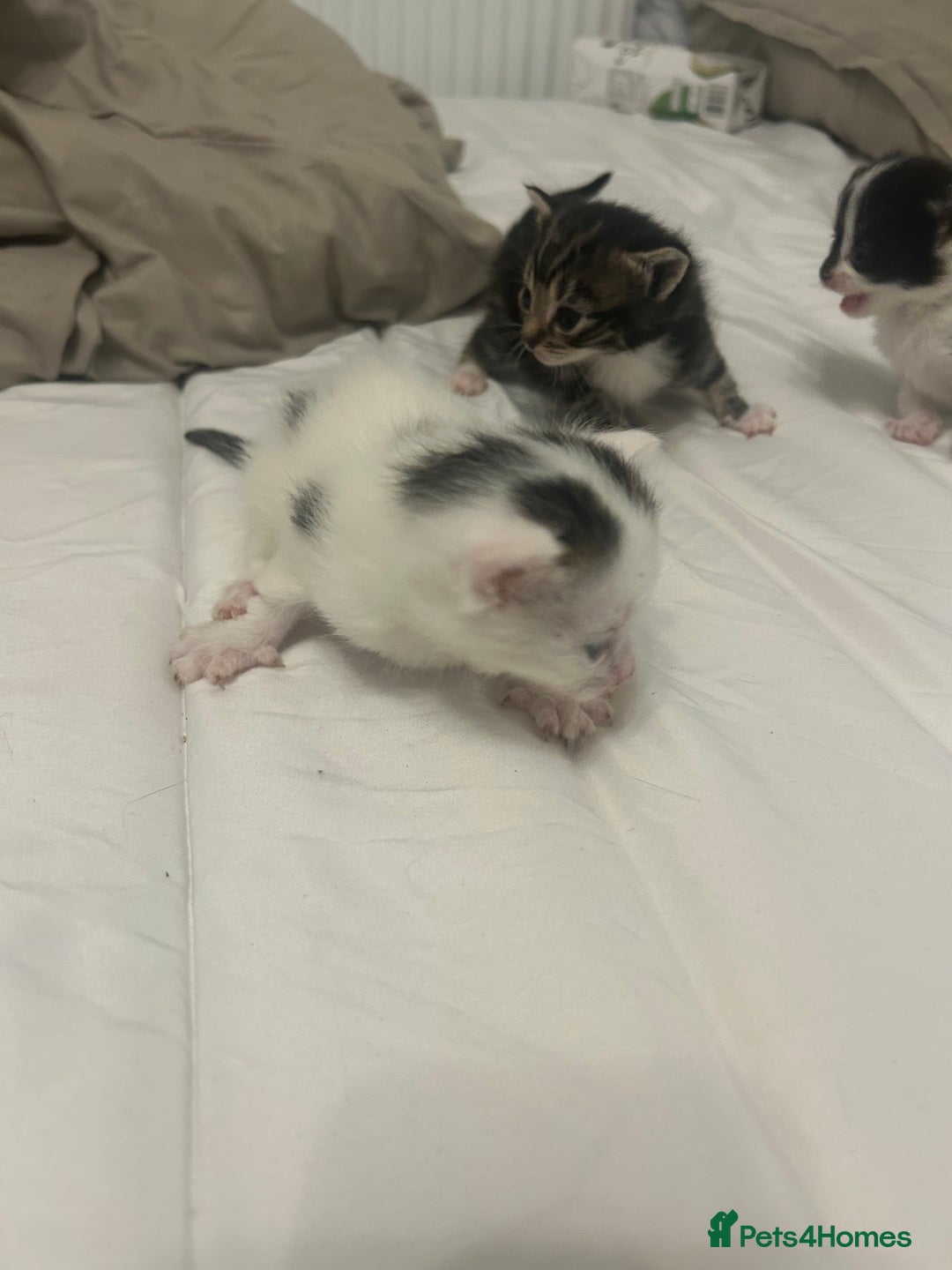 Mixed Breed cats for sale: Beautiful fluffy kittens - Image 12