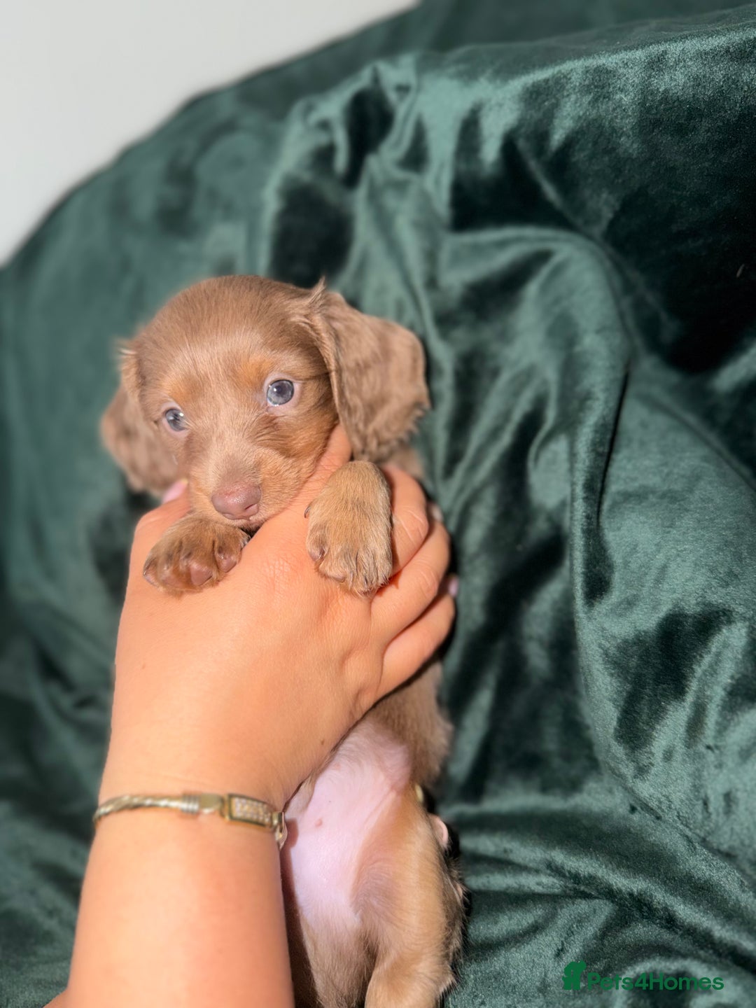 Miniature Dachshund dogs for sale: Fluffy Miniature Dachshund - Advert 17
