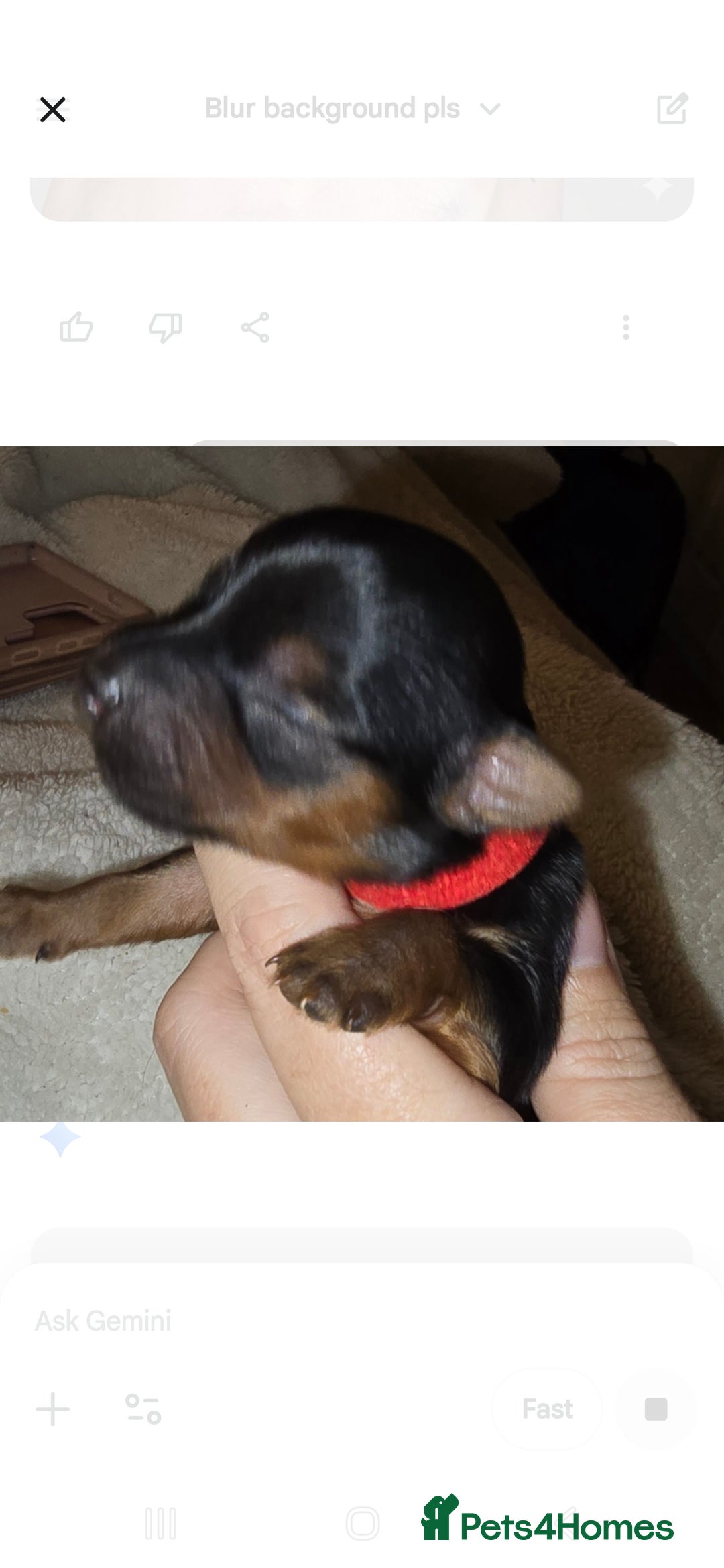 Yorkshire Terrier dogs for sale: Yorkie Puppies  - Advert 2