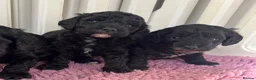 Cockapoo dogs for sale: F1b cockerpoos available to reserve  - Advert 3