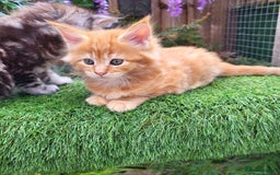 Maine Coon cats for sale: Maine Coon kittens for sale CF81  - Image 9