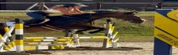 English Thoroughbred horses for sale: Super safe teenagers dream  - Advert 11