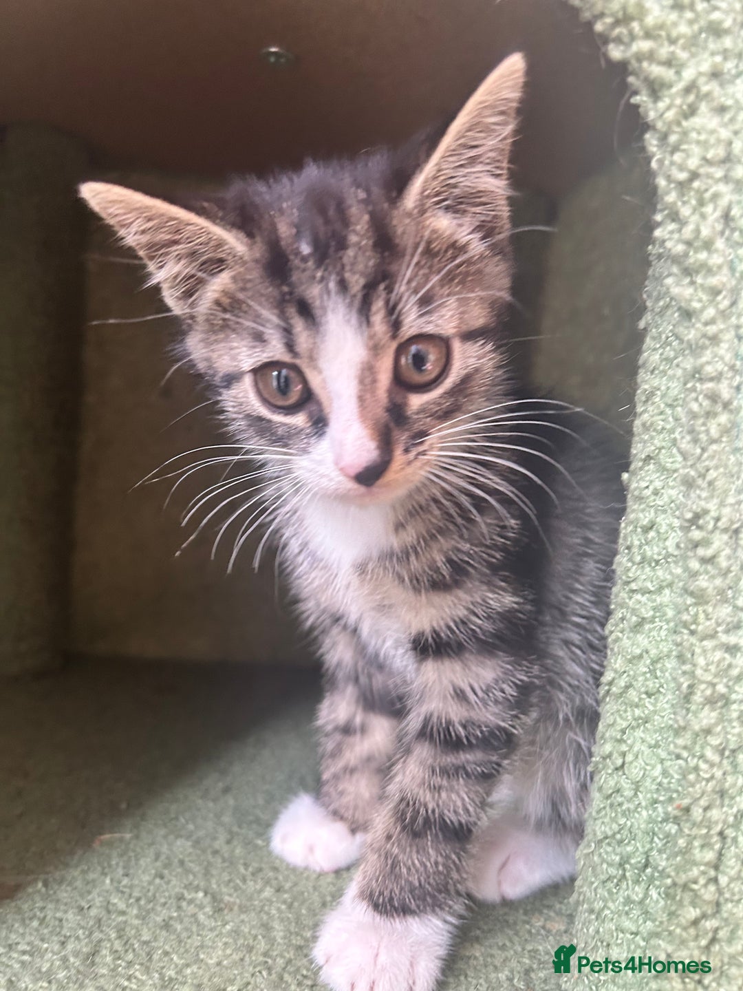 Hamster rodents for sale: 2 kittens available for CARING HOME - Image 8