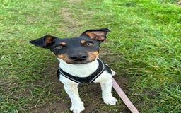 Jack Russell dogs for stud: Jack Russell Stud – Kings Lynn, Norfolk - Image 5