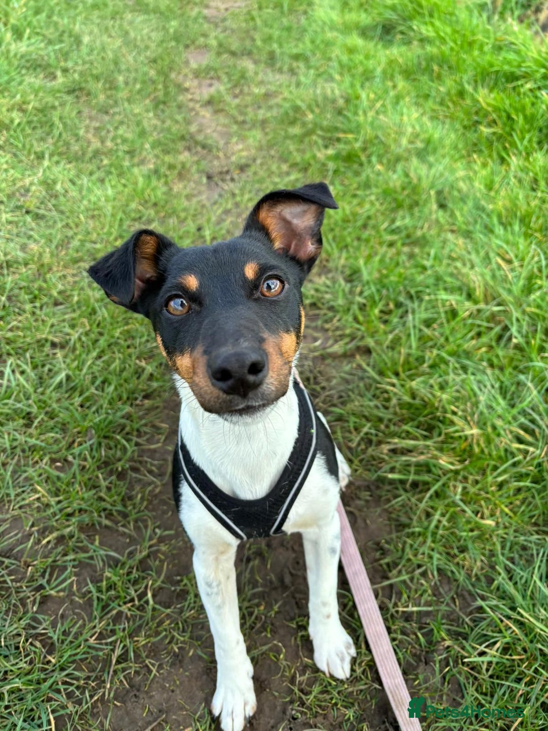 Jack Russell dogs for stud: Jack Russell Stud – Kings Lynn, Norfolk - Image 5