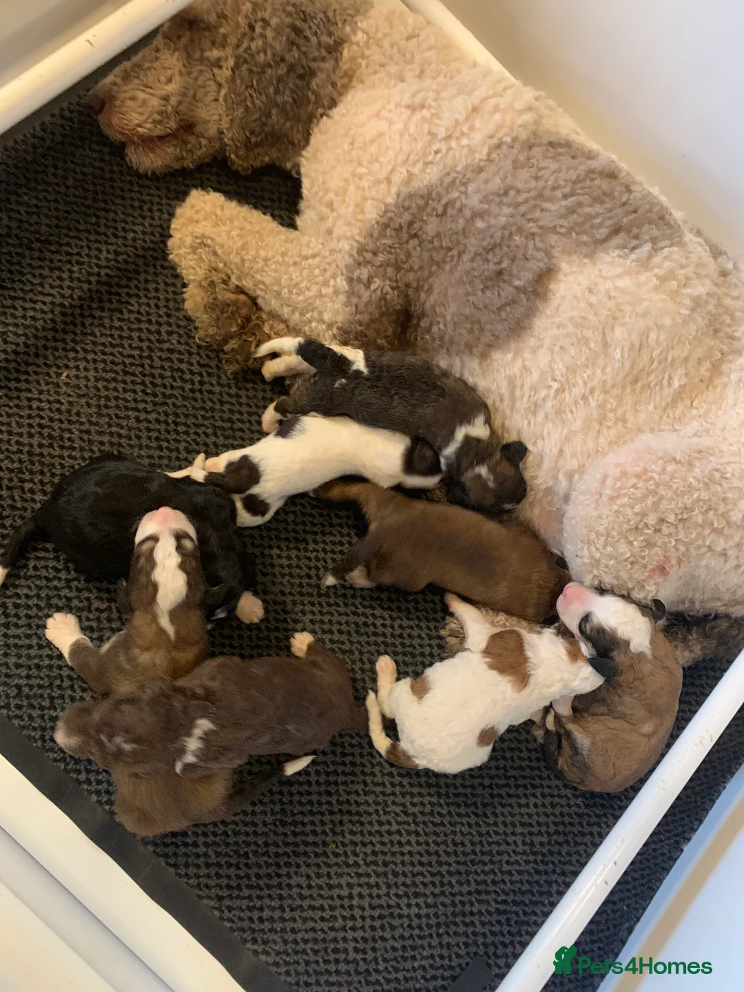 Bernedoodle dogs for sale: Tri Colour, Choc White, Standard Bernedoodle - Advert 2