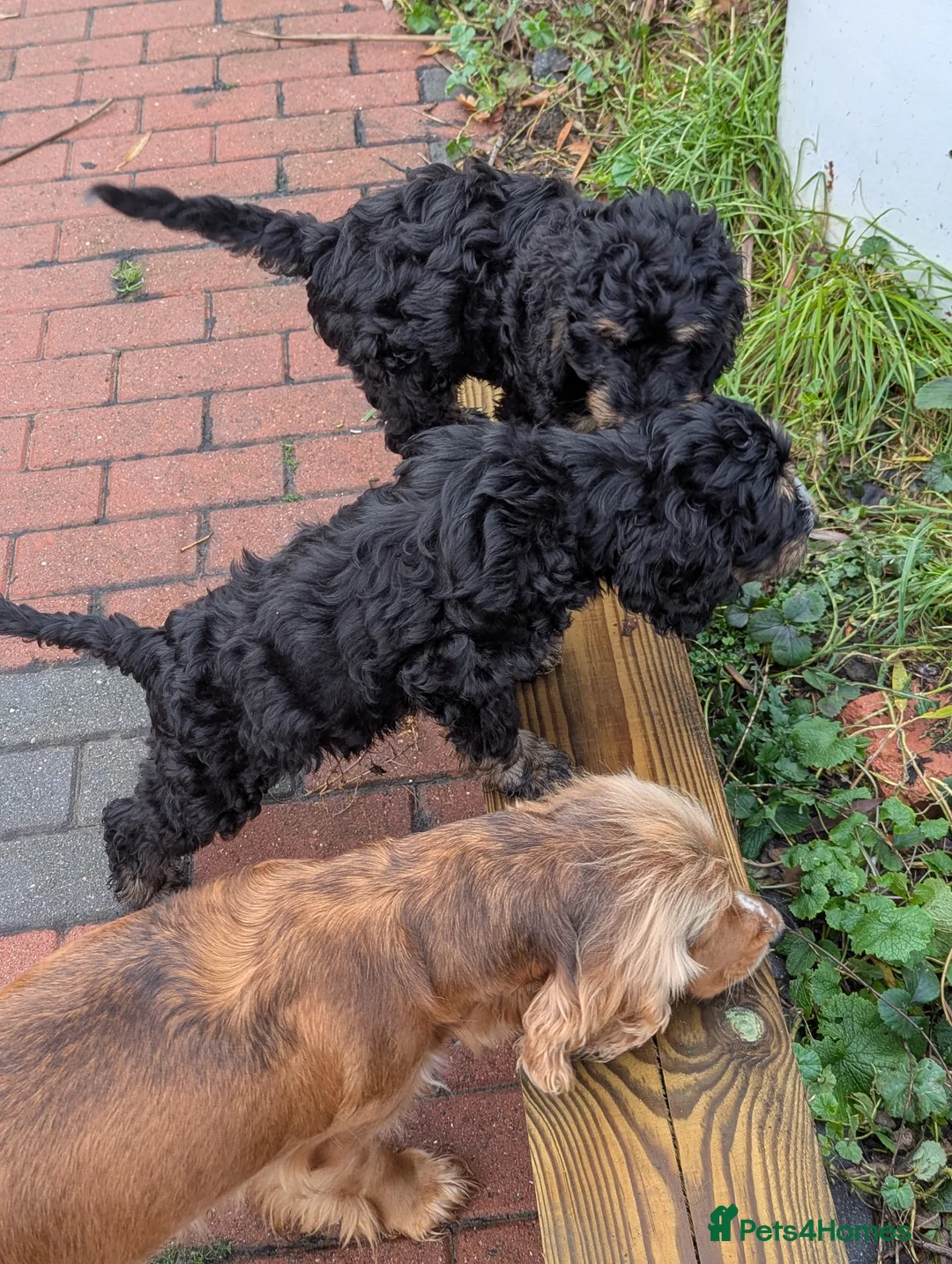 Cockapoo dogs for sale: Black and gold cockapoo  - Advert 9