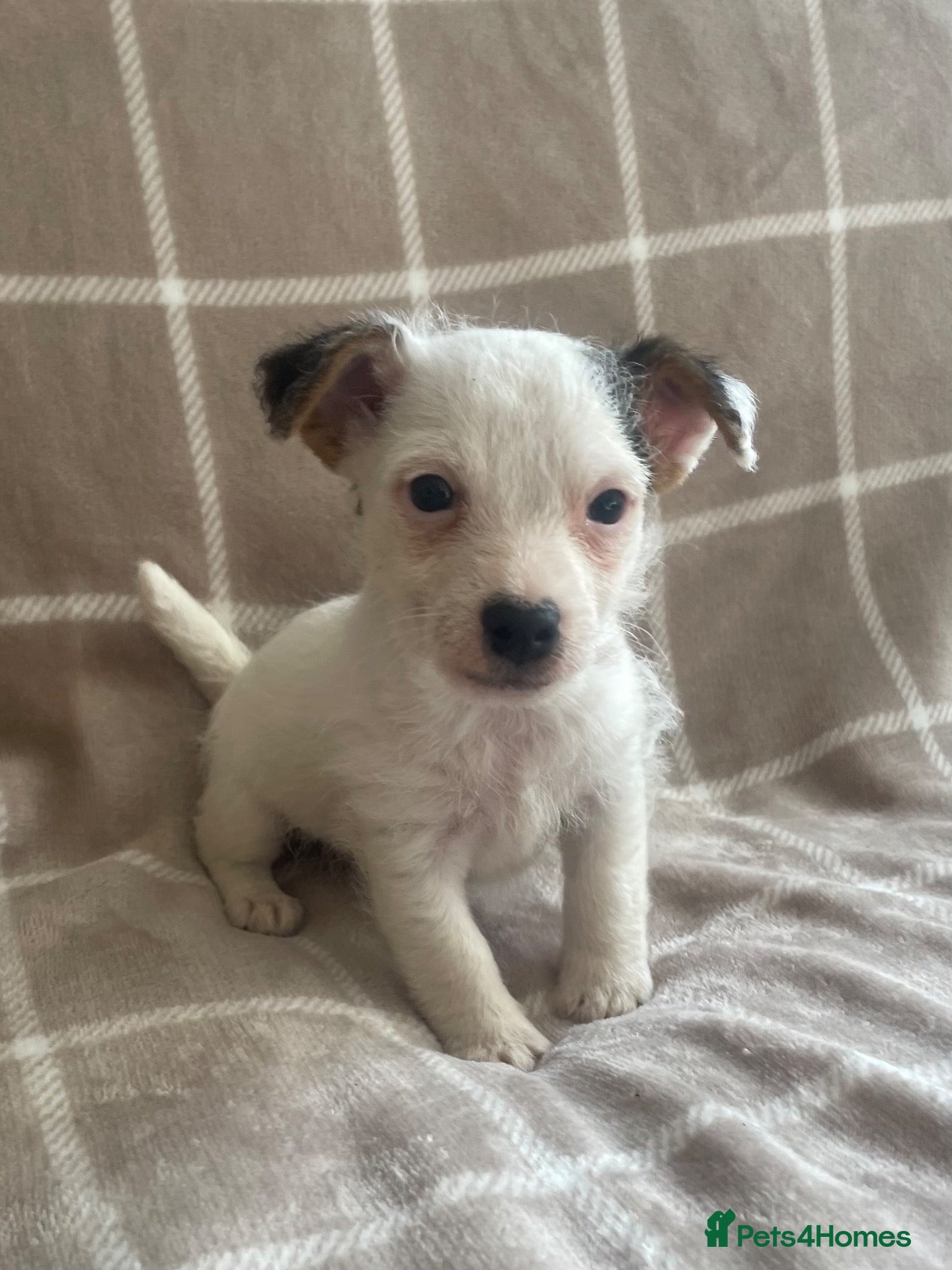 Jack Russell dogs Miniature Jack Russell puppies - Advert 2