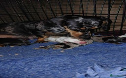 Dachshund dogs for sale: 3 Stunning boy puppies for sale - Image 1