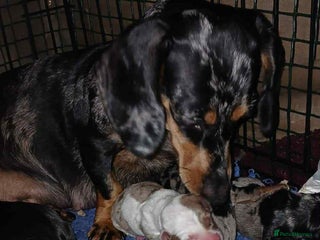 Dachshund dogs - Advert 8