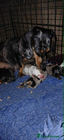 Dachshund dogs - Advert 2