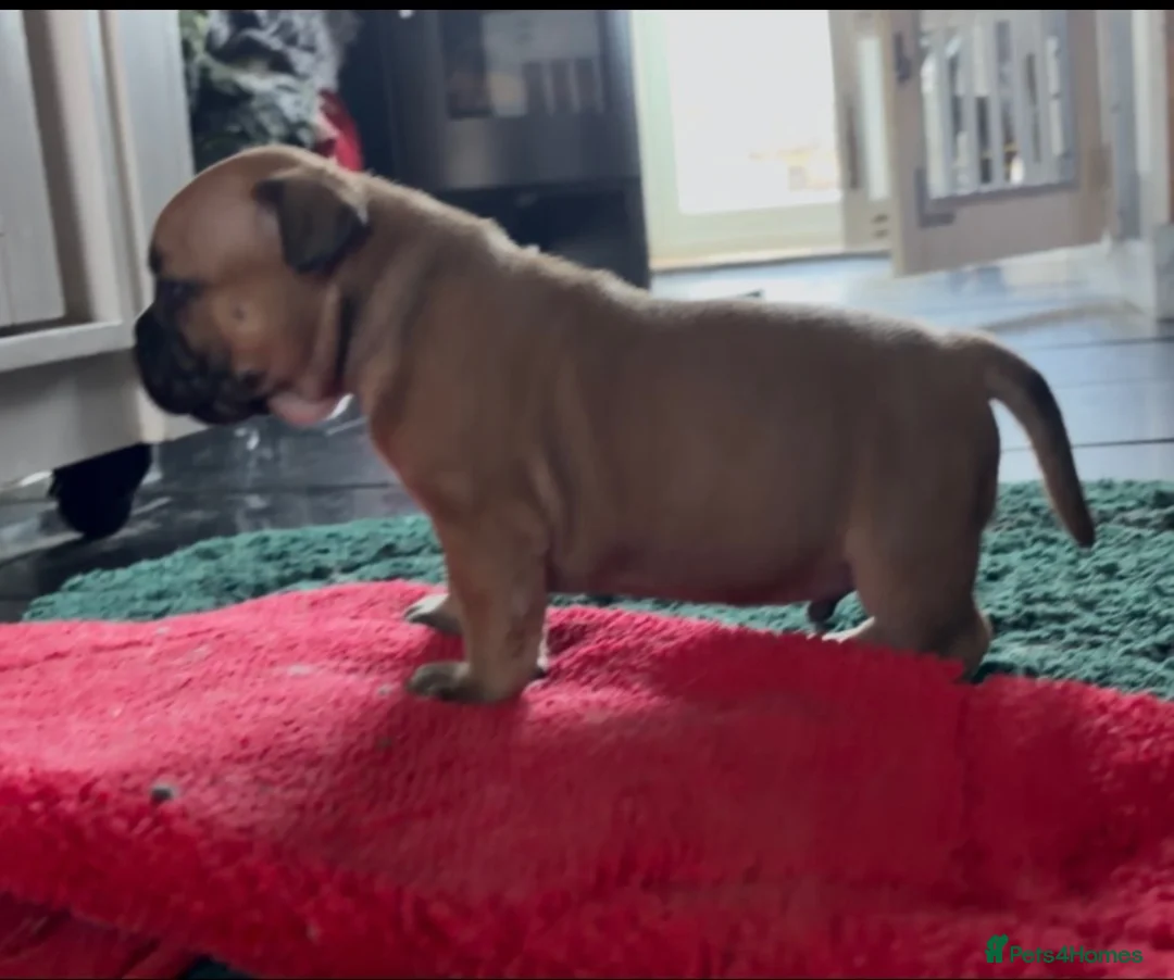Staffordshire Bull Terrier dogs for sale: 6 red boys  - Advert 1