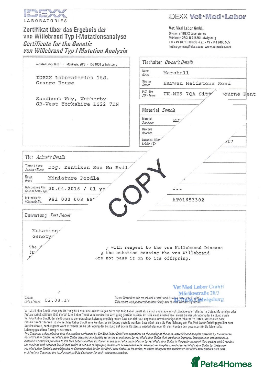 Miniature Poodle dogs for sale: KC HEALTH TEST PUPS - POLICE K9 TRAINER 5* BREEDER - Advert 15