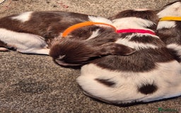 English Springer Spaniel dogs for sale: English Springer Spaniel Puppies  - Image 20