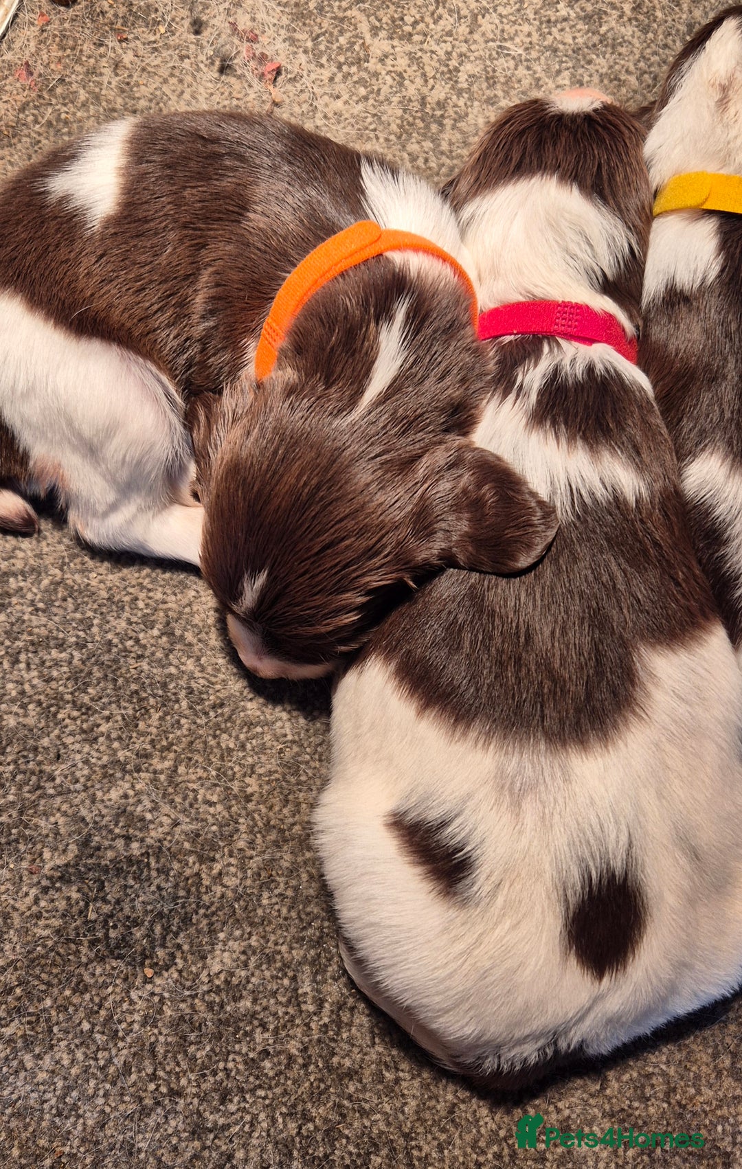 English Springer Spaniel dogs for sale: English Springer Spaniel Puppies  - Image 20