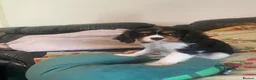 Cavalier King Charles Spaniel dogs for sale: Cavalier King Charles Spaniel Puppiez - Advert 2