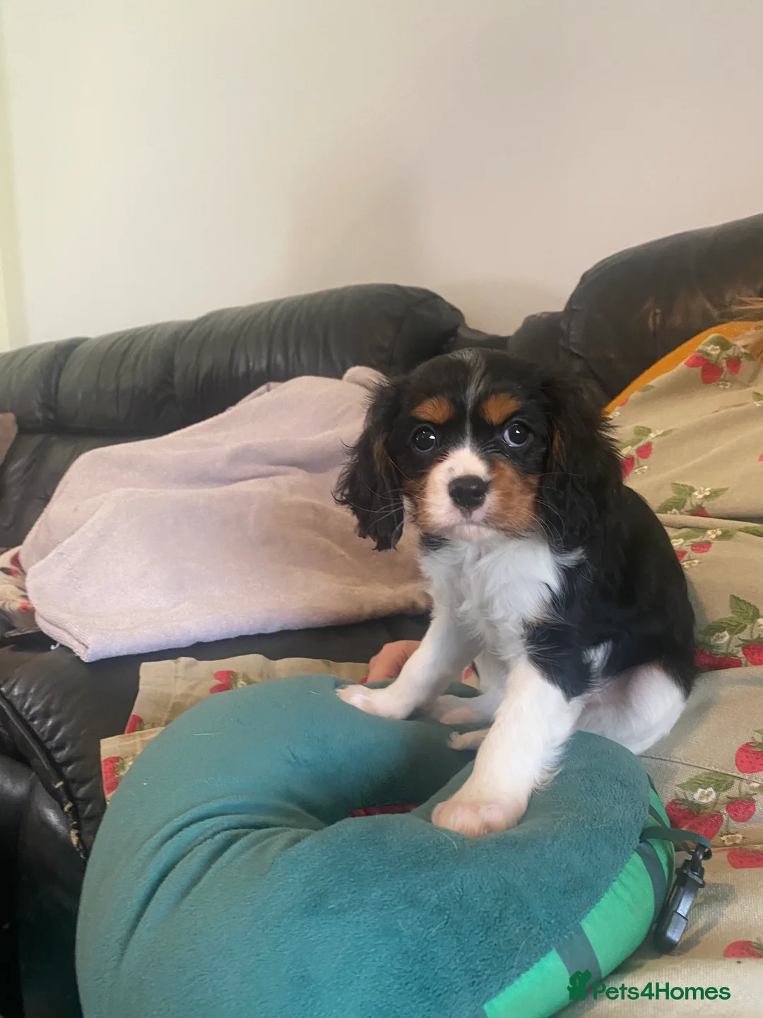Cavalier King Charles Spaniel dogs for sale: Cavalier King Charles Spaniel Puppiez - Advert 2