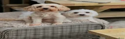 Maltese dogs for sale: 🌸 Adorable mature Ladies 🌸 in Bishop's Stortford - Advert 5
