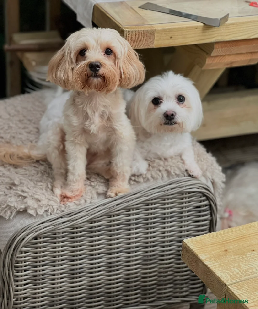 Maltese dogs for sale: 🌸 Adorable mature Ladies 🌸 in Bishop's Stortford - Advert 5