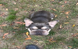 French Bulldog dogs for sale: Female Frenchbull dog just turnone open to offers  - Image 4
