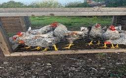 Chickens poultry for sale: Cream Legbar Cockerels - Image 2